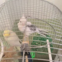 عروس هلندی سخن گو همراه با جوجه