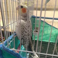 عروس هلندی نر