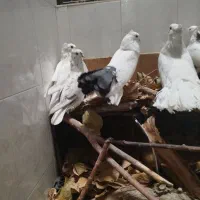 طوطی بریزیلی رنگ خاص مولد و کبوترهای زینتی خاص|پرنده|اصفهان, کوی ولی عصر|دیوار