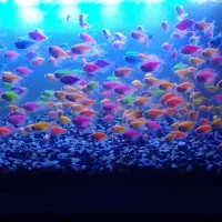 ماهی کالر ویدو گوپی آنجل گلد فیش