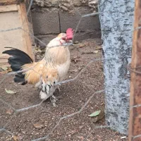 مرغ و خروس مینیاتوری