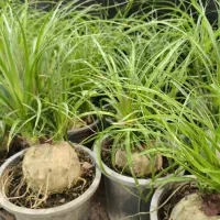 گل و گیاه آپارتمانی بنسای لیندا