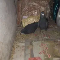 مجسمه کفتر