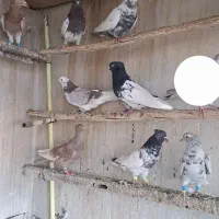 کبوتر رنگی سرور دمبی کفتر هوایی نر|پرنده|اصفهان, قائمیه|دیوار