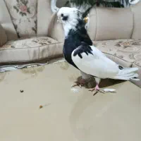 کبوتر نقابی|پرنده|کرمانشاه, |دیوار