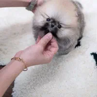 سگ جیبی|سگ|اصفهان, شاه پسند|دیوار