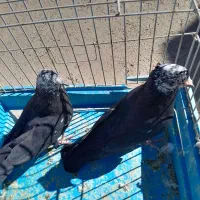 کبوتر کله ماستی|پرنده|مراغه, |دیوار