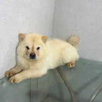 چاوچاو سفید نر