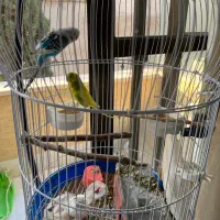 مرغ عشق همراه قفس و آویز|پرنده|اصفهان, باغ نگاره|دیوار