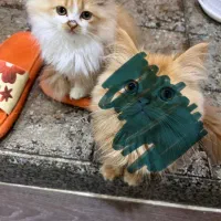 واگذاری گربه ماده|گربه|گنبد کاووس, |دیوار