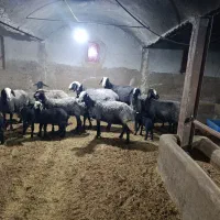 شیشک ومیش اصیل شال