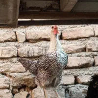 یک مرغ براکل بلژیکی
