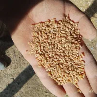 گندم برا کاشت