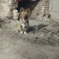 سگ سرابی