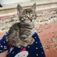 واگذاری گربه