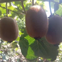 کیوی .
