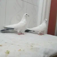 کبوتر دمبی نر و ماده درجه یک پرشی