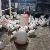 بلدرچین و   تخم  نطفه دار  وایت سنگین وزن|حیوانات مزرعه|قم, شهرک امام حسین|دیوار