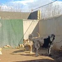 سگ ماده قدرجونی