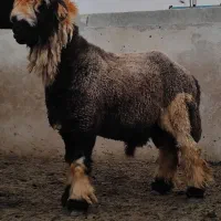 بره قوچ میش