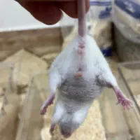 موش آزمایشگاهی|موش و خرگوش|تهران, شیخ هادی|دیوار