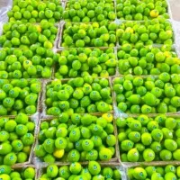 ابلیمو تازه و ابغوره تازه