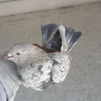 کبوتر پرشی تهرون|پرنده|ری, ظهیرآباد|دیوار