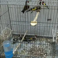 سهره صحرایی درجه یک نر|پرنده|همدان, |دیوار