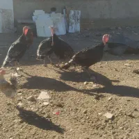 بوقلمون نر بوقلمون|حیوانات مزرعه|رضویه, |دیوار