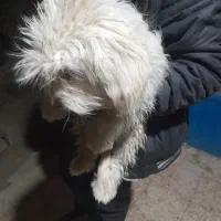 واگذاری دوتا توله پاپی|سگ|داران, |دیوار