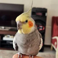 عروس هلندی یکساله رام/جوجه دون خور/رام