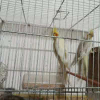 ۲جفت عروس هلندی  روی تخم