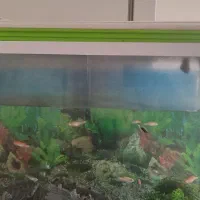 آکواریوم 80 در 30