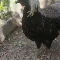 مرغ و خروس لهستانی