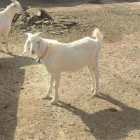 مال درجه یک وخشکل دورگ سانن