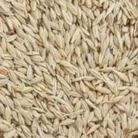 فروش ۲ تن جو