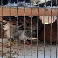 کبوتر زیبا|پرنده|کاشان, قطب راوندی|دیوار