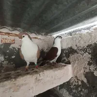 کبوتر  کفتر  گلبهار