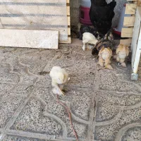 جوجه برهما|حیوانات مزرعه|شیراز, شهرک ترکان|دیوار