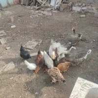 غاز ومرغ محلی