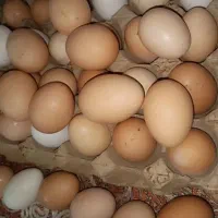 تخم مرغ محلی