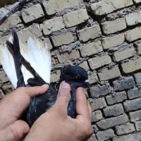 رنگی|پرنده|اهواز, کوی مندلی(سه راه خرمشهر)|دیوار
