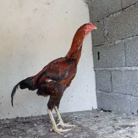 جوجه لاری ۷ ماه