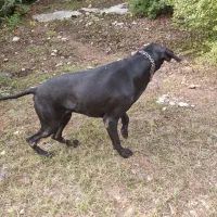 پوئینتر انگلیسی حرفه ای شکار