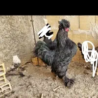 خروس سیاه زینتی نژاد سلطان