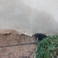 سگ پاکوتاه باهوش|سگ|کرمانشاه, |دیوار