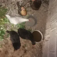 مرغ محلی آبپخش