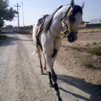 نریان عرب یکسر وارداتی (بسیار زیبا و قد بلند)|اسب و تجهیزات اسب‌سواری|یزد, |دیوار