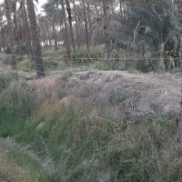 کشیدن سیم خاردار دور نخل