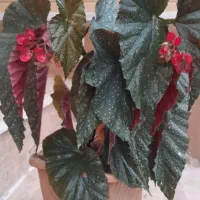 گل های آپارتمانی|گل و گیاه طبیعی|رویان, |دیوار